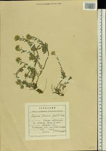 Бурачок Гмелина Jord. & Fourr., Восточная Европа, Центральный лесостепной район (E6) (Россия)