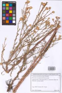 Василек ложно-белочешуйчатый Kleopow, Восточная Европа, Южно-Украинский район (E12) (Украина)