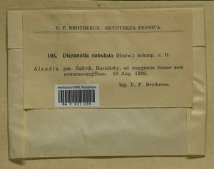 Dicranellopsis subulata (Hedw.) Bonfim Santos, Siebel & Fedosov, Гербарий мохообразных, Мхи - Западная Европа (BEu) (Финляндия)