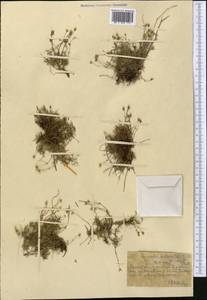 Шерлерия двухцветковая (L.) A. J. Moore & Dillenb., Средняя Азия и Казахстан, Северный и Центральный Тянь-Шань (M4) (Казахстан)