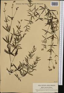 Asperula tinctoria subsp. hungarorum (Borbás) Soó, Западная Европа (EUR) (Венгрия)