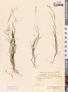 Штукения нитевидная, Рдест нитевидный (Pers.) Börner, Сибирь, Чукотка и Камчатка (S7) (Россия)