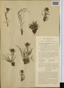 Phyteuma hedraianthifolium Rich.Schulz, Западная Европа (EUR) (Италия)