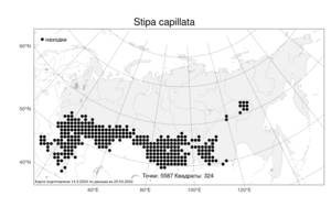 Stipa capillata, Ковыль волосатик, Тырса L., Атлас флоры России (FLORUS) (Россия)