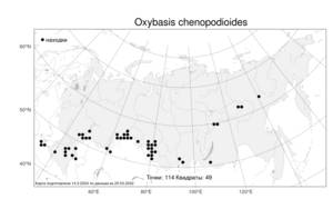 Oxybasis chenopodioides (L.) S. Fuentes, Uotila & Borsch, Атлас флоры России (FLORUS) (Россия)