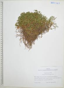 Плаунок северный (Kaulf.) Spring, Сибирь, Дальний Восток (S6) (Россия)