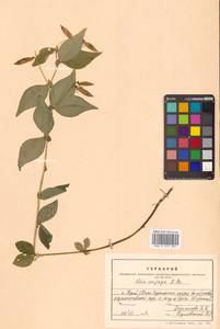 Горошек однопарный A.Braun, Сибирь, Дальний Восток (S6) (Россия)