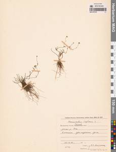 Лютик распростертый, Лютик стелющийся L., Сибирь, Чукотка и Камчатка (S7) (Россия)