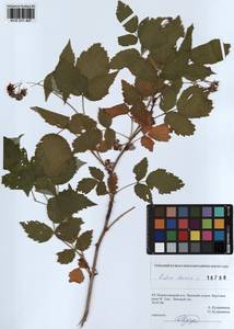 Малина обыкновенная L., Сибирь, Алтай и Саяны (S2) (Россия)