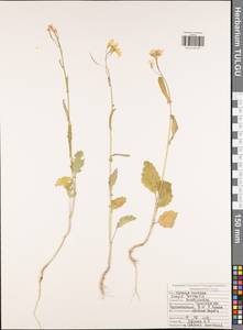 Rhamphospermum arvense (L.) Andrz. ex Besser, Восточная Европа, Центральный район (E4) (Россия)