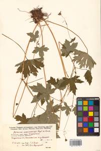 Герань Максимовича Regel & Maack, Сибирь, Дальний Восток (S6) (Россия)