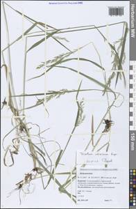 Sibirotrisetum sibiricum (Rupr.) Barberá, Сибирь, Прибайкалье и Забайкалье (S4) (Россия)