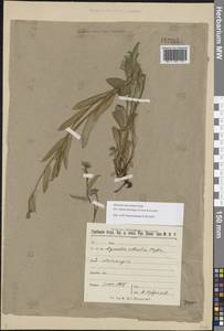 Незабудка стелющаяся Host, Восточная Европа, Северный район (E1) (Россия)