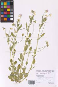 Viola ×contempta Jord., Восточная Европа, Центральный лесостепной район (E6) (Россия)