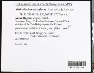 Orthothecium retroflexum Ignatov & Ignatova, Гербарий мохообразных, Мхи - Дальний Восток (без Чукотки и Камчатки) (B20) (Россия)