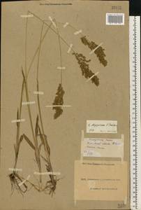 Anthoxanthum repens (Host) Veldkamp, Восточная Европа, Северо-Украинский район (E11) (Украина)