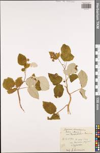 Малина обыкновенная L., Восточная Европа, Центральный район (E4) (Россия)