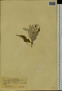 Cirsium arvense var. vestitum Wimm. & Grab., Сибирь, Алтай и Саяны (S2) (Россия)
