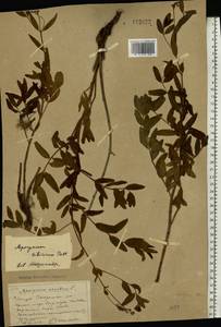 Poacynum tauricum (Pobed.) Mavrodiev, Laktionov & Yu. E. Alexeev, Восточная Европа, Южно-Украинский район (E12) (Украина)