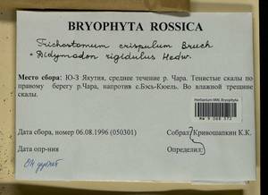 Didymodon rigidulus Hedw., Гербарий мохообразных, Мхи - Якутия (B19) (Россия)