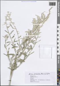 Эрва яванская (Burm.fil.) Juss., Африка (AFR) (Марокко)