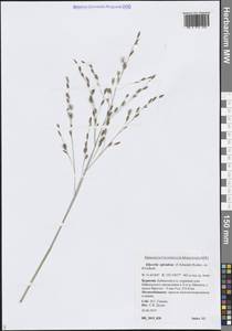 Манник длинноколосковый (F.Schmidt) Roshev. ex B.Fedtsch., Сибирь, Прибайкалье и Забайкалье (S4) (Россия)