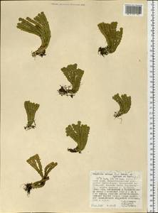 Huperzia selago subsp. appressa (Bach. Pyl. ex Desv.) D. Löve, Сибирь, Дальний Восток (S6) (Россия)
