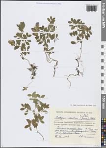 Lathyrus japonicus var. japonicus, Сибирь, Чукотка и Камчатка (S7) (Россия)