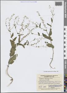 Isatis gymnocarpa (Fisch. ex DC.) Al-Shehbaz, Moazzeni & Mumm., Средняя Азия и Казахстан, Западный Тянь-Шань и Каратау (M3) (Казахстан)