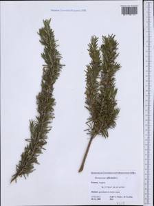 Salvia rosmarinus Schleid., Западная Европа (EUR) (Греция)