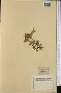 Echinops spinosissimus Turra, Западная Европа (EUR) (Франция)