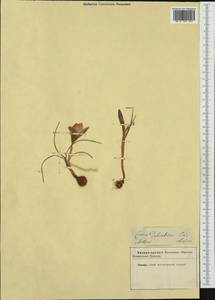 Crocus dalmaticus Vis., Западная Европа (EUR) (Неизвестно)