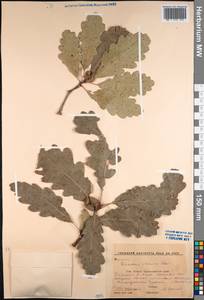Quercus petraea subsp. polycarpa (Schur) Soó, Кавказ, Краснодарский край и Адыгея (K1a) (Россия)