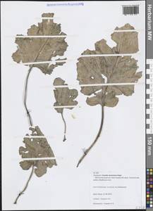 Катран Стевена Rupr., Кавказ, Краснодарский край и Адыгея (K1a) (Россия)