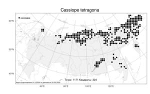 Cassiope tetragona, Кассиопа четырехгранная (L.) D. Don, Атлас флоры России (FLORUS) (Россия)
