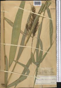 Тростник южный, Тростник обыкновенный (Cav.) Trin. ex Steud., Средняя Азия и Казахстан, Джунгарский Алатау и Тарбагатай (M5) (Казахстан)