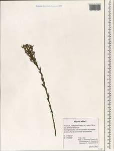 Osyris alba L., Зарубежная Азия (ASIA) (Израиль)