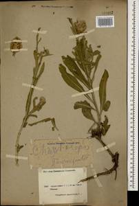 Centaurea glastifolia subsp. glastifolia, Кавказ, Армения (K5) (Армения)