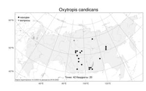 Oxytropis candicans, Остролодочник беловатый (Pall.) DC., Атлас флоры России (FLORUS) (Россия)
