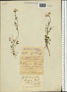 Cardamine pratensis subsp. dentata (Schult.) Čelak., Восточная Европа, Волжско-Камский район (E7) (Россия)