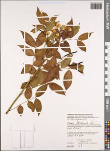 Senna × floribunda (Cav.) H.S.Irwin & Barneby, Зарубежная Азия (ASIA) (Вьетнам)