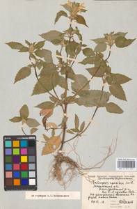 Пикульник красивый, Зябра Mill., Восточная Европа, Московская область и Москва (E4a) (Россия)