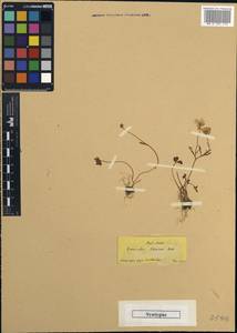 Ranunculus cadmicus Boiss., Зарубежная Азия (ASIA) (Турция)