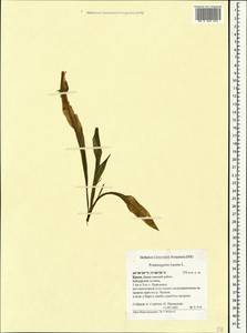 Рдест блестящий L., Крым (KRYM) (Россия)