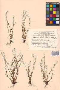 Незабудка прямостоячая Link ex Roem. & Schult., Восточная Европа, Московская область и Москва (E4a) (Россия)