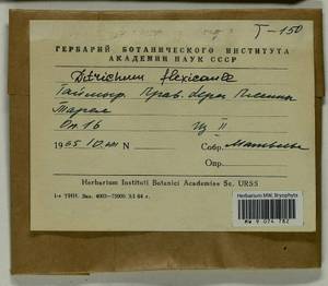 Flexitrichum flexicaule (Schwägr.) Ignatov & Fedosov, Гербарий мохообразных, Мхи - Красноярский край, Тыва и Хакасия (B17) (Россия)
