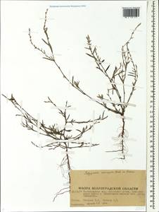 Спорыш птичий, Горец птичий  (Boreau) Berher, Восточная Европа, Нижневолжский район (E9) (Россия)