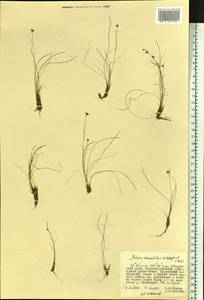 Juncus potaninii subsp. woroschilovii (A. A. Neczajev & V. Novik.) V. Novik., Сибирь, Дальний Восток (S6) (Россия)