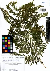 Кочедыжник женский (L.) Roth, Сибирь, Прибайкалье и Забайкалье (S4) (Россия)