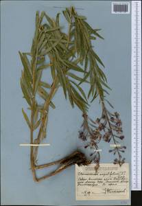 Chamaenerion angustifolium subsp. angustifolium, Средняя Азия и Казахстан, Джунгарский Алатау и Тарбагатай (M5) (Казахстан)